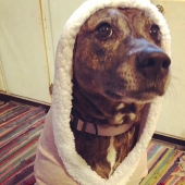 Woman Shares Video Of Her Dog Asking Cat Best Friend For A ‘Bath,’ It Goes Viral Online Woman Shares Video Of Her Dog Asking Cat Best Friend For A ‘Bath,’ It Goes Viral Online