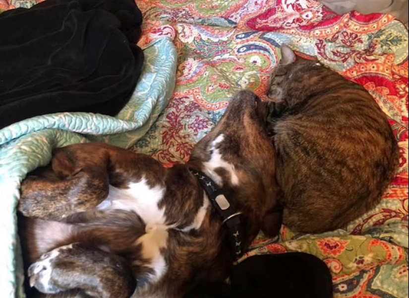 Woman Shares Video Of Her Dog Asking Cat Best Friend For A ‘Bath,’ It Goes Viral Online