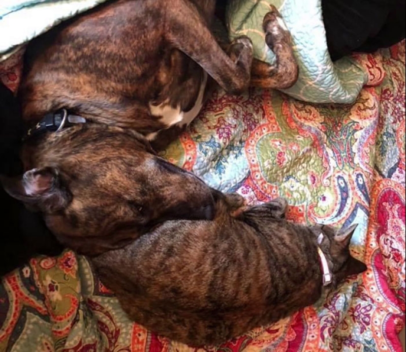 Woman Shares Video Of Her Dog Asking Cat Best Friend For A ‘Bath,’ It Goes Viral Online