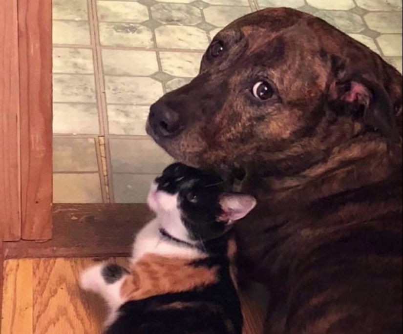 Woman Shares Video Of Her Dog Asking Cat Best Friend For A ‘Bath,’ It Goes Viral Online