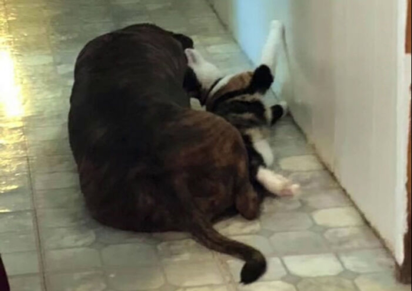 Woman Shares Video Of Her Dog Asking Cat Best Friend For A ‘Bath,’ It Goes Viral Online