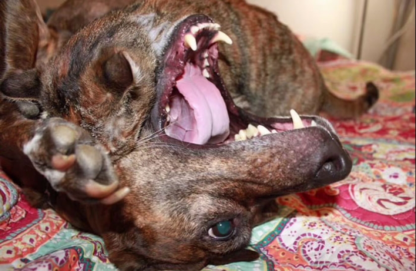 Woman Shares Video Of Her Dog Asking Cat Best Friend For A ‘Bath,’ It Goes Viral Online