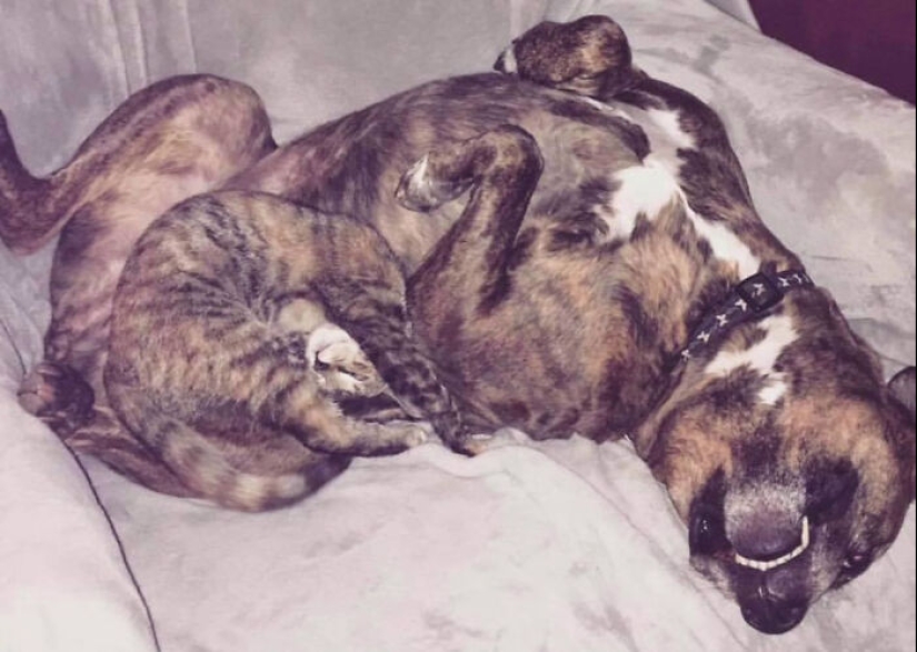 Woman Shares Video Of Her Dog Asking Cat Best Friend For A ‘Bath,’ It Goes Viral Online