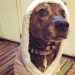Woman Shares Video Of Her Dog Asking Cat Best Friend For A ‘Bath,’ It Goes Viral Online Woman Shares Video Of Her Dog Asking Cat Best Friend For A ‘Bath,’ It Goes Viral Online