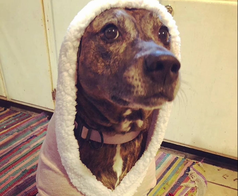 Woman Shares Video Of Her Dog Asking Cat Best Friend For A ‘Bath,’ It Goes Viral Online