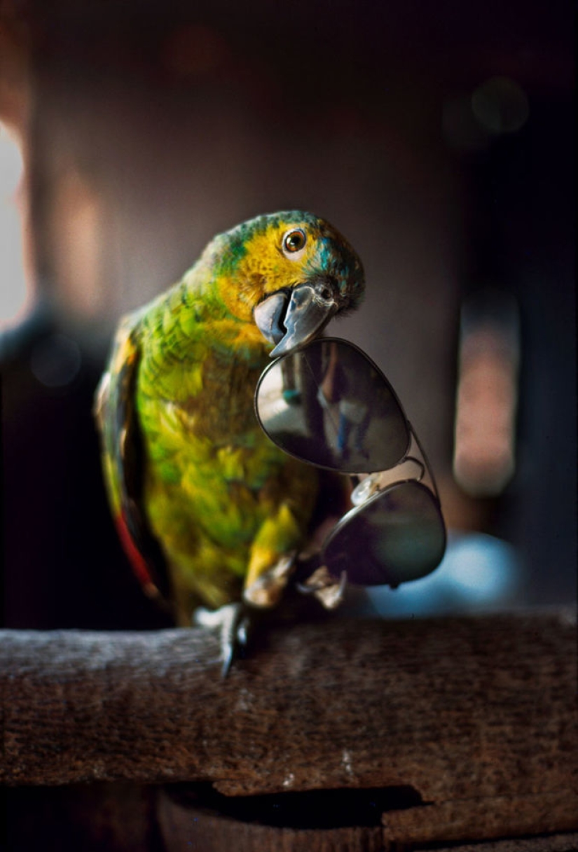 You and I are of the same blood: 35 incredible photos of people and animals from Steve McCurry You and I are of the same blood: 35 incredible photos of people and animals from Steve McCurry