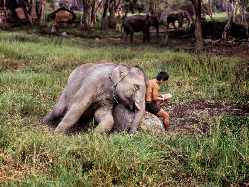 You and I are of the same blood: 35 incredible photos of people and animals from Steve McCurry You and I are of the same blood: 35 incredible photos of people and animals from Steve McCurry