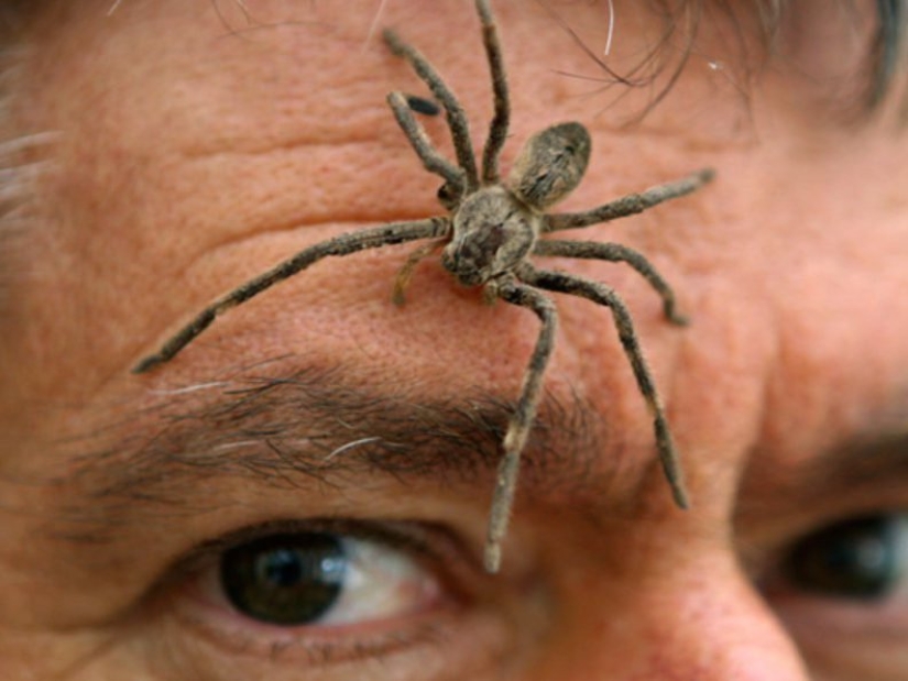 10 arañas, que realmente debe tener miedo