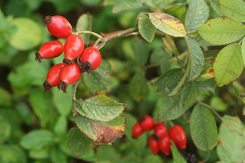 10 best herbal teas for weight loss 10 best herbal teas for weight loss