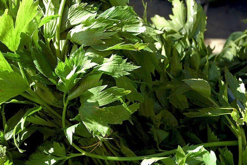 10 best herbal teas for weight loss 10 best herbal teas for weight loss