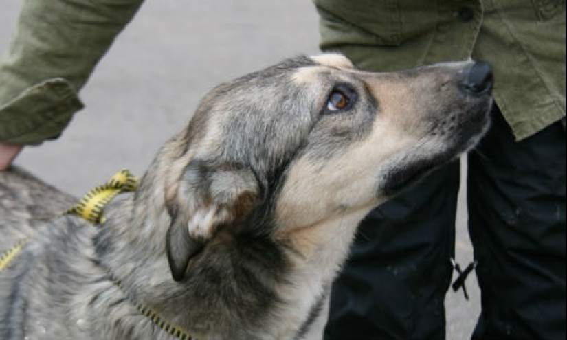 10 common myths about rabies that it is time to stop believing