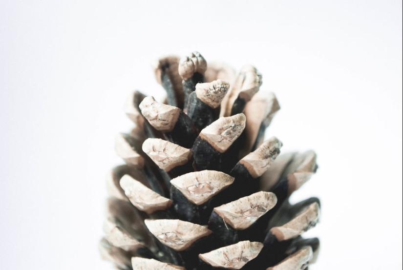 10 consejos sencillos sobre cómo tomar una foto divertida de un bulto común y corriente