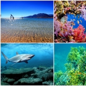 10 datos sobre el Mar Rojo 10 datos sobre el Mar Rojo