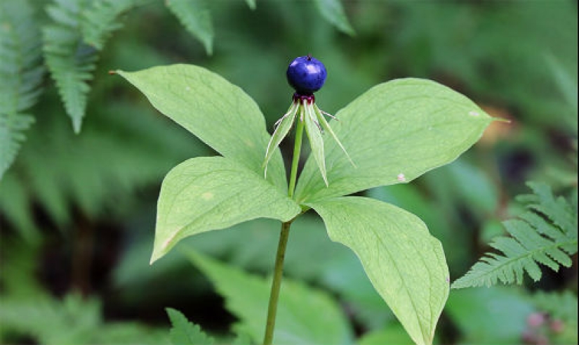 10 deadly dangers lurking in our forests