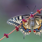 10 excellent examples of symmetry in nature 10 excellent examples of symmetry in nature