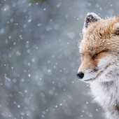 10 fascinantes imágenes de vida silvestre de los Sony World Photography Awards 10 fascinantes imágenes de vida silvestre de los Sony World Photography Awards