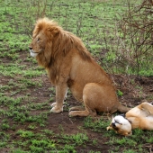 10 inusual rituales sexuales de los animales