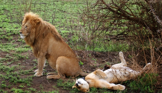 10 inusual rituales sexuales de los animales