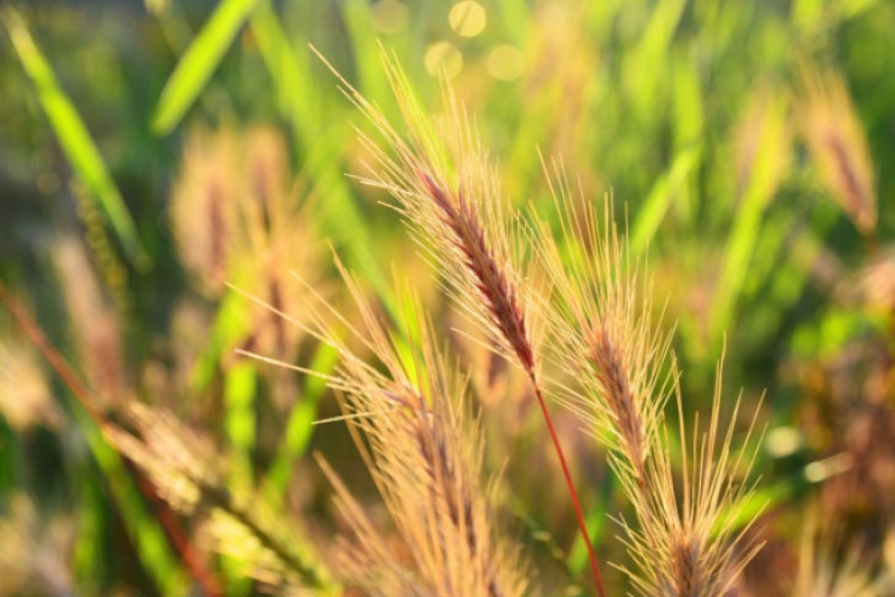 10 killer scents from mosquitoes