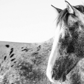 10 magical photographs of the wild horses of Cumberland island 10 magical photographs of the wild horses of Cumberland island