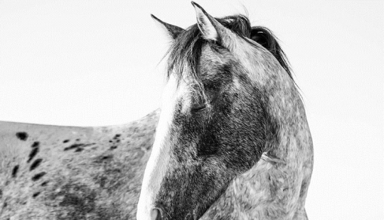 10 mágicas fotografías de los caballos salvajes de la isla de Cumberland