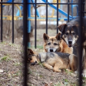 10 mitos más comunes acerca de la rabia, que es el momento de dejar de creer