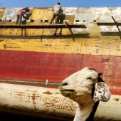 10 momentos únicos capturados por el Dr. Enamul Kabir