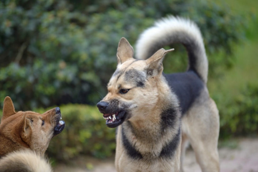 10 Most Aggressive Dog Breeds 10 Most Aggressive Dog Breeds