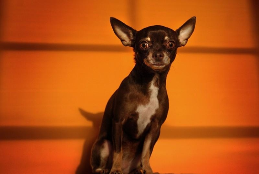 10 Most Aggressive Dog Breeds 10 Most Aggressive Dog Breeds