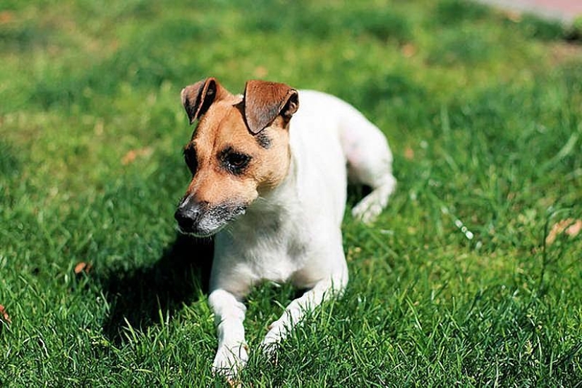 10 Most Aggressive Dog Breeds 10 Most Aggressive Dog Breeds