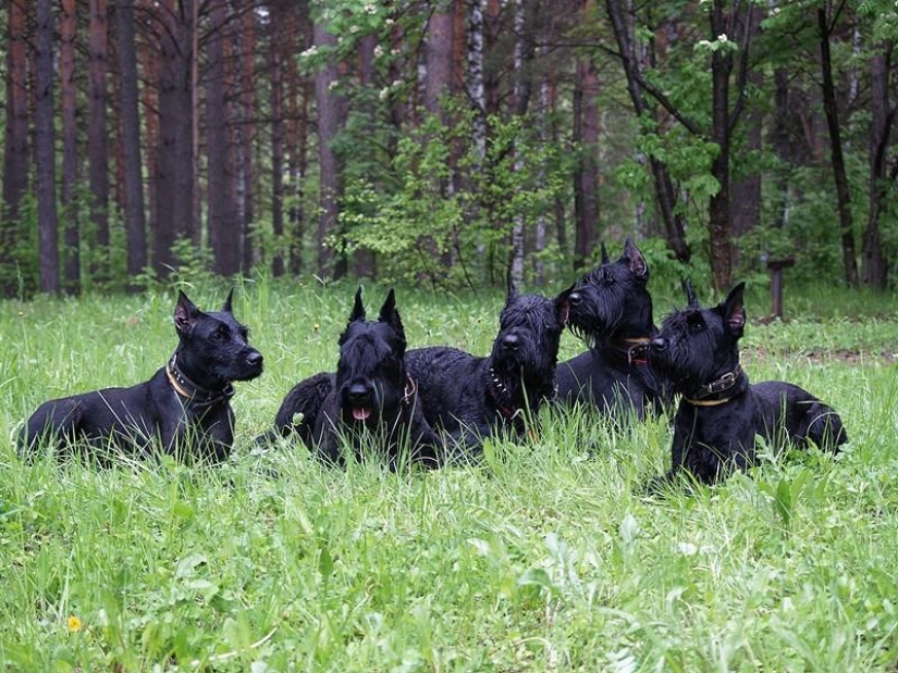 10 Most Aggressive Dog Breeds 10 Most Aggressive Dog Breeds