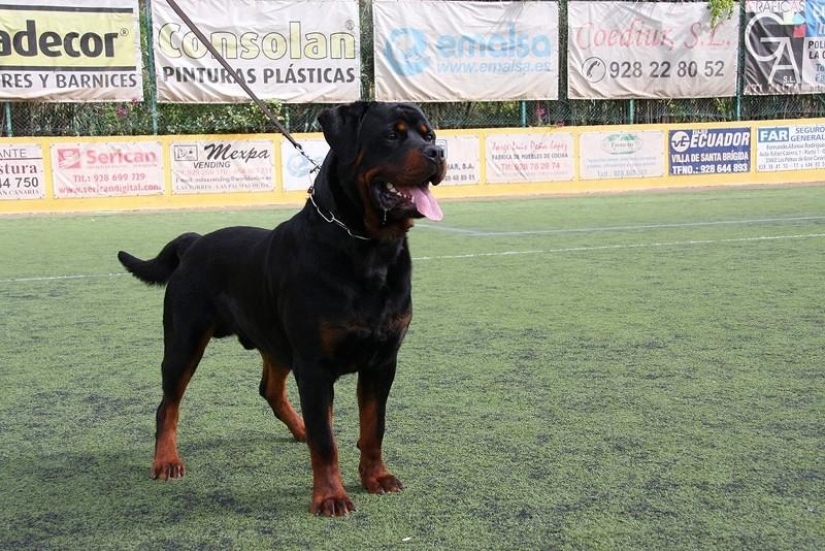 10 Most Aggressive Dog Breeds 10 Most Aggressive Dog Breeds