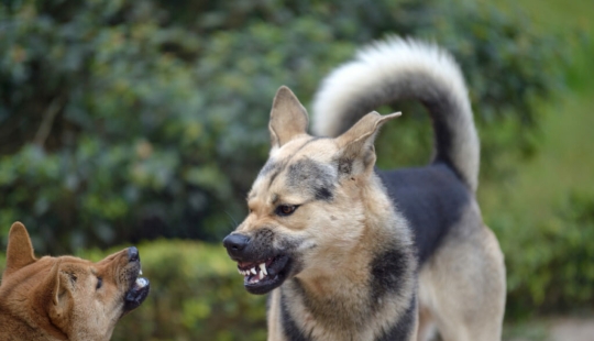 10 Most Aggressive Dog Breeds 10 Most Aggressive Dog Breeds