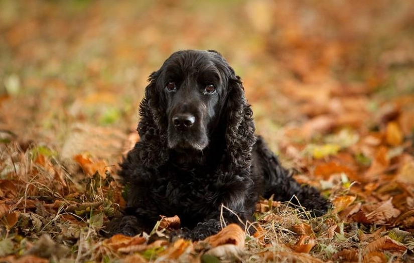 10 Most Aggressive Dog Breeds 10 Most Aggressive Dog Breeds