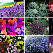 10 most suitable plants for growing in hanging pots 10 most suitable plants for growing in hanging pots