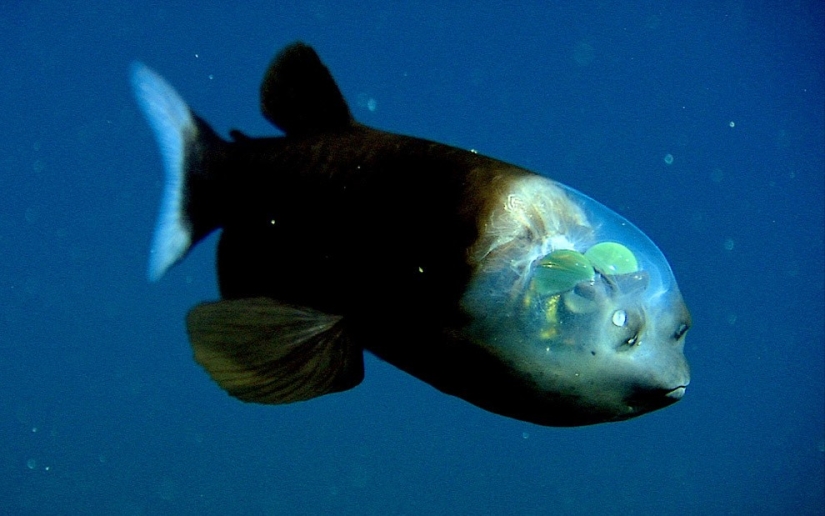 10 most unusual ocean fish 10 most unusual ocean fish