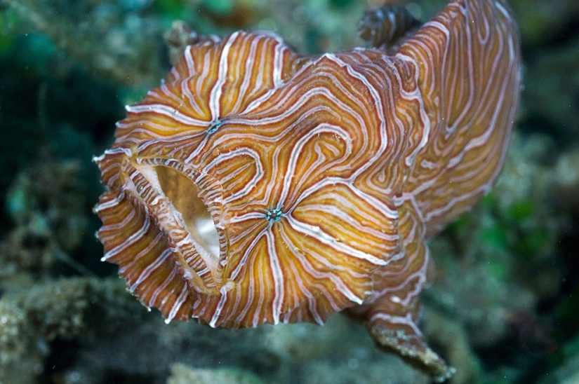 10 most unusual ocean fish 10 most unusual ocean fish