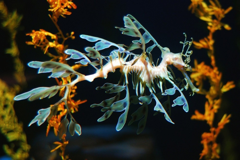 10 most unusual ocean fish 10 most unusual ocean fish