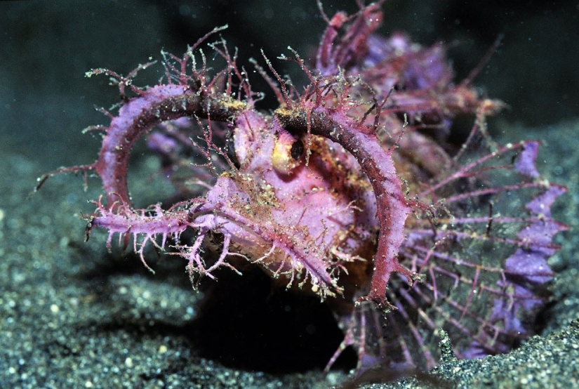 10 most unusual ocean fish 10 most unusual ocean fish