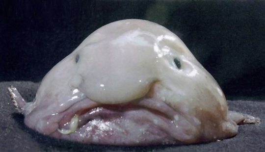 10 most unusual ocean fish