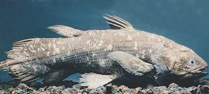 10 most unusual ocean fish 10 most unusual ocean fish