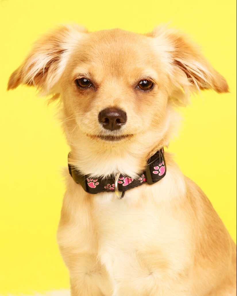 10 ocasiones en las que las mascotas mostraron sus actitudes únicas 10 ocasiones en las que las mascotas mostraron sus actitudes únicas