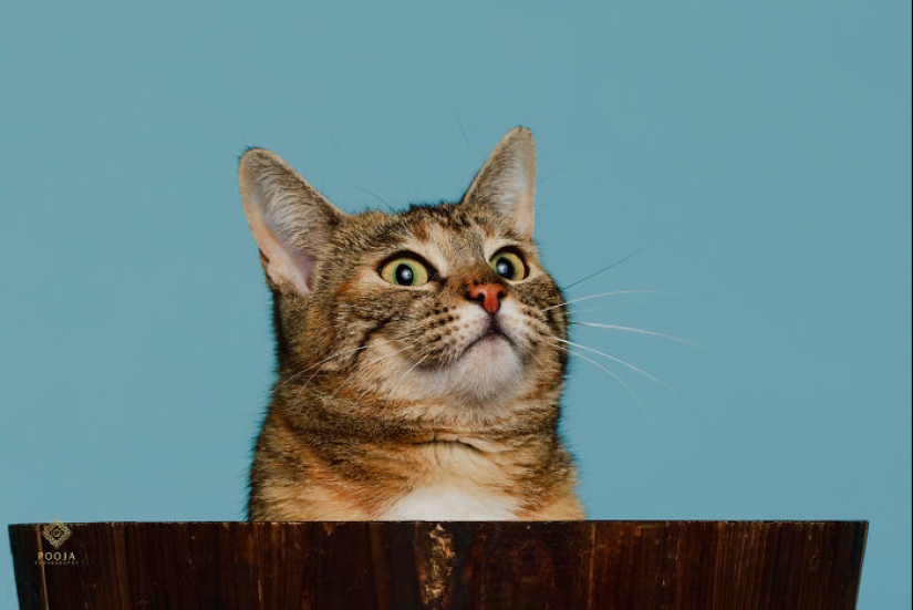 10 ocasiones en las que las mascotas mostraron sus actitudes únicas 10 ocasiones en las que las mascotas mostraron sus actitudes únicas