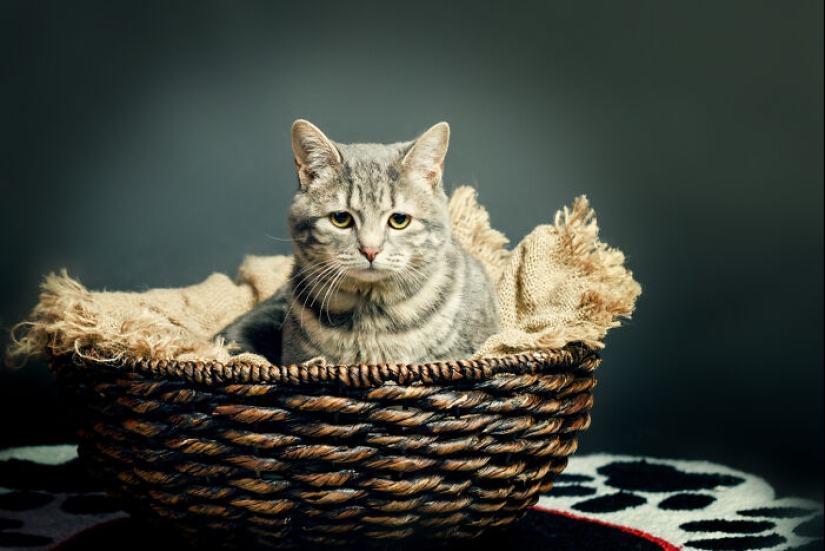 10 ocasiones en las que las mascotas mostraron sus actitudes únicas 10 ocasiones en las que las mascotas mostraron sus actitudes únicas