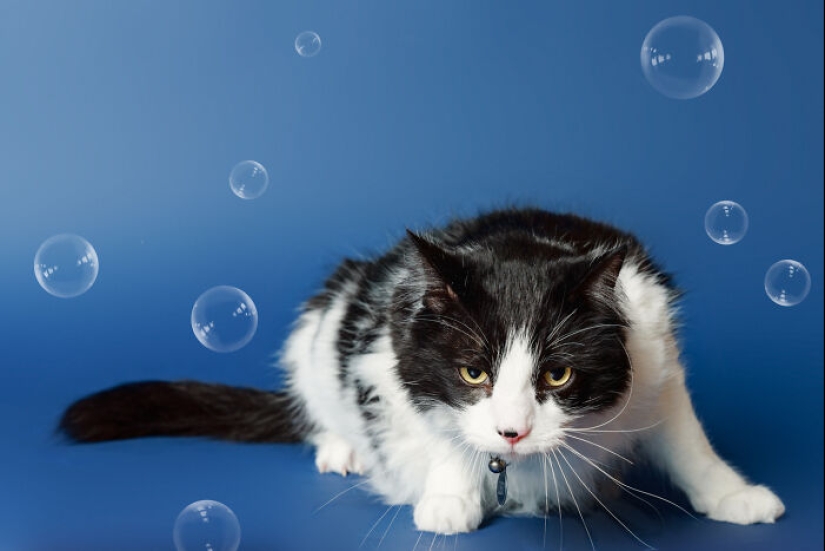 10 ocasiones en las que las mascotas mostraron sus actitudes únicas 10 ocasiones en las que las mascotas mostraron sus actitudes únicas