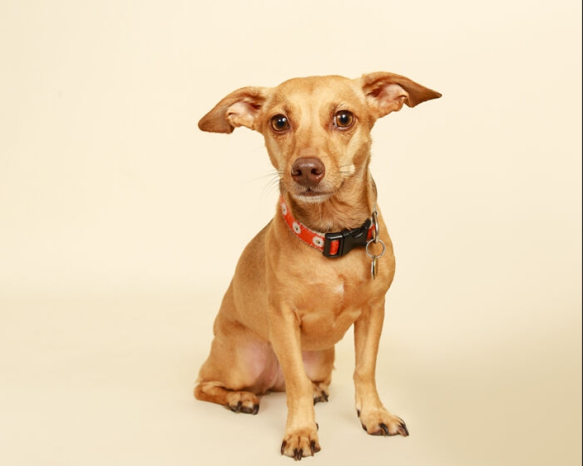 10 ocasiones en las que las mascotas mostraron sus actitudes únicas 10 ocasiones en las que las mascotas mostraron sus actitudes únicas