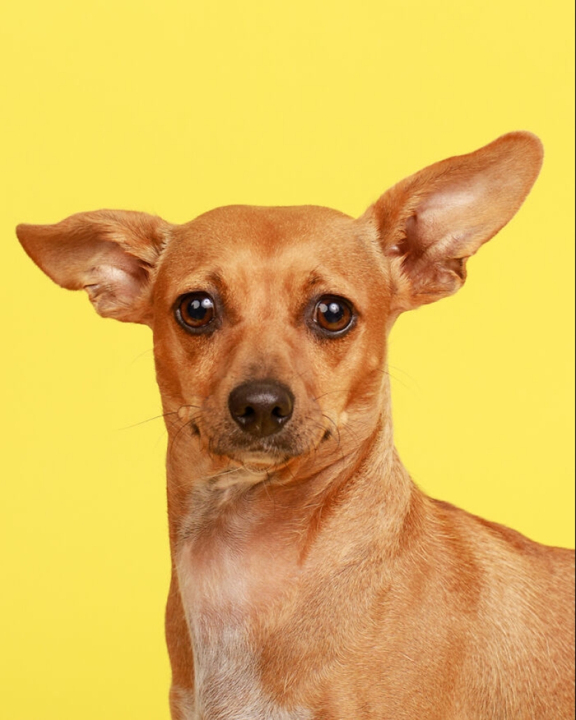 10 ocasiones en las que las mascotas mostraron sus actitudes únicas 10 ocasiones en las que las mascotas mostraron sus actitudes únicas