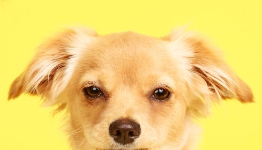 10 ocasiones en las que las mascotas mostraron sus actitudes únicas 10 ocasiones en las que las mascotas mostraron sus actitudes únicas