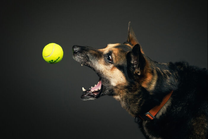 10 ocasiones en las que las mascotas mostraron sus actitudes únicas 10 ocasiones en las que las mascotas mostraron sus actitudes únicas