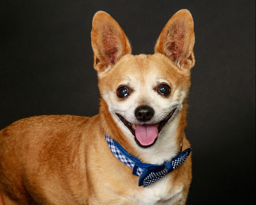 10 ocasiones en las que las mascotas mostraron sus actitudes únicas 10 ocasiones en las que las mascotas mostraron sus actitudes únicas